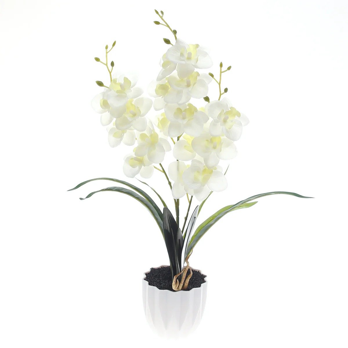 Table Plant – Orchid Arrangement – White