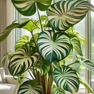 Calathea Plant Seeds, Tropical Indoor Outdoor Foliage Seeds