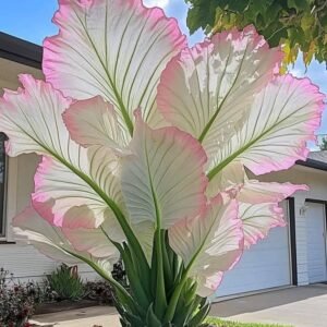 Pink White Hosta Seeds | Perennial Seeds for Outdoor Gardens