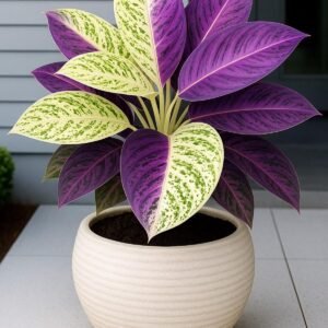 Mixed Monstera Seeds Tropical Foliage Plant