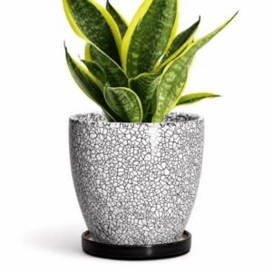 6 Inch Black-wood Crack Ceramic Plant Pot