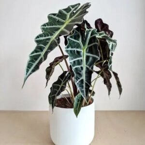 Alocasia Polly