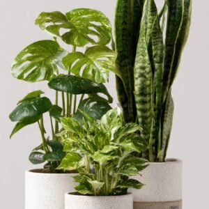 Monstera Plant in Ceramic Pot 29% off