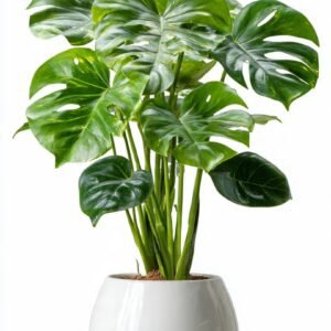 Monstera Deliciosa Plant - Large Ceramic PotRegul 28% off
