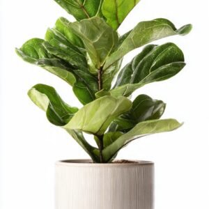 Fiddle Leaf Fig Plant 26% off