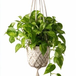Pothos Money Plant - Hanging Macrame Basket 26% off