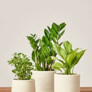 3 Plant Combo - Mini ZZ + Pothos + Peace Lily