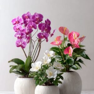 Phalaenopsis Orchid White-Pink  27% off
