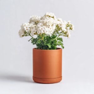 Jasmine Plant Motia - Terracotta Pot 27% off