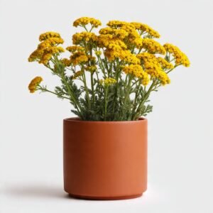 Ixora Plant Yellow - Terracotta Pot 27% off