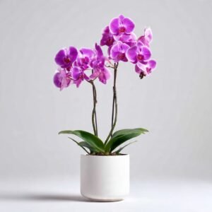 Phalaenopsis Orchid - White & Pink Flowers 27% off