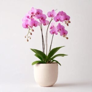 Phalaenopsis Purple Orchid  27% off