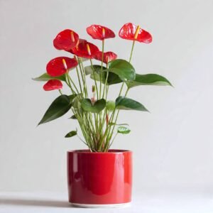 Anthurium Red Plant - Red Ceramic Pot 28% off