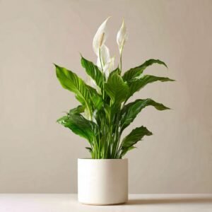 Peace Lily Plant - White Ceramic Pot 28% off