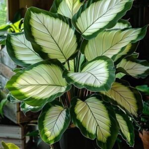 Mixed Monstera Seeds Tropical
