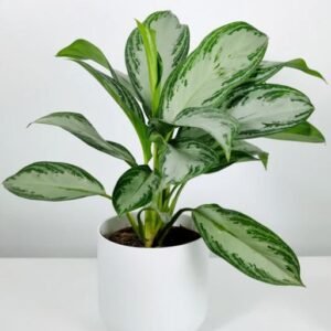 Aglaonema Diamond Bay - Chinese Evergreen