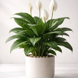 peace lily
